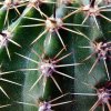 Lobivia _aurea _GC392a.01 _(Echinopsis aurea) _03